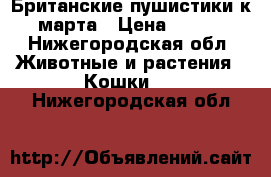 Британские пушистики к 8 марта › Цена ­ 3 000 - Нижегородская обл. Животные и растения » Кошки   . Нижегородская обл.